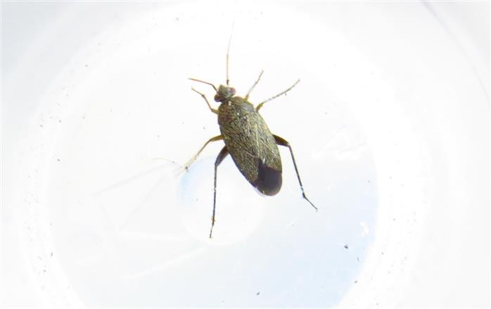 Miridae: Lepidargyrus ancorifer